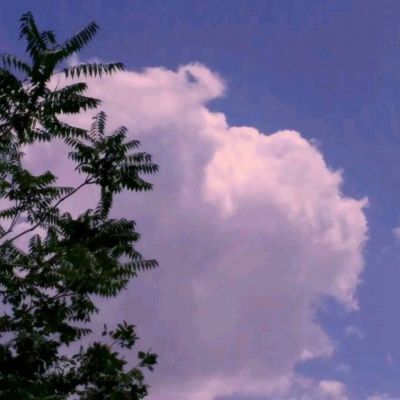 晴天小狗官方版下载安装
